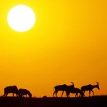 عکس های زیبا از دنیای حیوانات و پرندگان