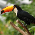 عکس های زیبا از دنیای حیوانات و پرندگان