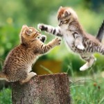 جنگ گربه ها