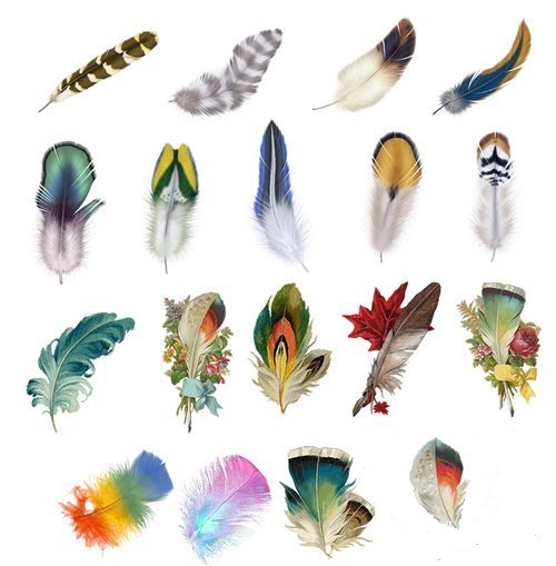 دانلود طرح لایه باز انواع پر PSD - Color Feathers