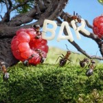 اسـرار زنـدگی مورچـه ها به روایـت تصویـر !