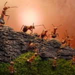 اسـرار زنـدگی مورچـه ها به روایـت تصویـر !