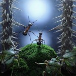 اسـرار زنـدگی مورچـه ها به روایـت تصویـر !