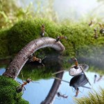 اسـرار زنـدگی مورچـه ها به روایـت تصویـر !