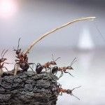 اسـرار زنـدگی مورچـه ها به روایـت تصویـر !