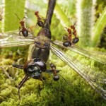 اسـرار زنـدگی مورچـه ها به روایـت تصویـر !