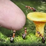 اسـرار زنـدگی مورچـه ها به روایـت تصویـر !