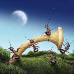 اسـرار زنـدگی مورچـه ها به روایـت تصویـر !