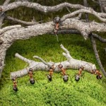 اسـرار زنـدگی مورچـه ها به روایـت تصویـر !