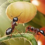 اسـرار زنـدگی مورچـه ها به روایـت تصویـر !