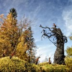 اسـرار زنـدگی مورچـه ها به روایـت تصویـر !