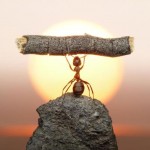 اسـرار زنـدگی مورچـه ها به روایـت تصویـر !