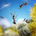 اسـرار زنـدگی مورچـه ها به روایـت تصویـر !