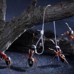 اسـرار زنـدگی مورچـه ها به روایـت تصویـر !