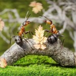 اسـرار زنـدگی مورچـه ها به روایـت تصویـر !