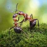 اسـرار زنـدگی مورچـه ها به روایـت تصویـر !