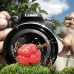 اسـرار زنـدگی مورچـه ها به روایـت تصویـر !