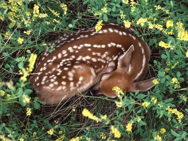 تصاویر بسیار زیبا از حیوانات در حال خواب