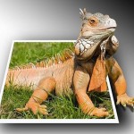 تصاویر چهار بعدی بسیار زیبا