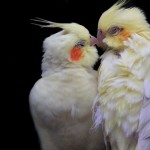 تصاویر بسیار زیبا از طوطیان عاشق