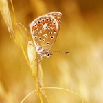 تصاویری بسیار زیبا از طبیعت