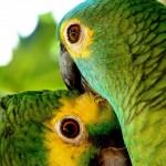 تصاویر بسیار زیبا از طوطیان عاشق