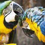 تصاویر بسیار زیبا از طوطیان عاشق