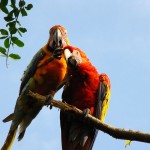 تصاویر بسیار زیبا از طوطیان عاشق