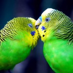 تصاویر بسیار زیبا از طوطیان عاشق