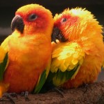 تصاویر بسیار زیبا از طوطیان عاشق