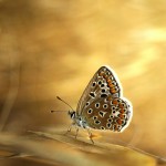 تصاویری بسیار زیبا از طبیعت