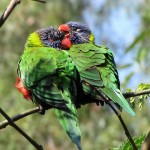 تصاویر بسیار زیبا از طوطیان عاشق