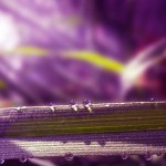 تصاویری بسیار زیبا از طبیعت