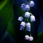 تصاویری بسیار زیبا از طبیعت