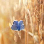 تصاویری بسیار زیبا از طبیعت