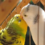 تصاویر بسیار زیبا از طوطیان عاشق