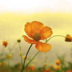 تصاویری بسیار زیبا از طبیعت