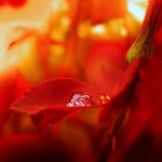 تصاویری بسیار زیبا از طبیعت