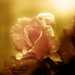 تصاویری بسیار زیبا از طبیعت