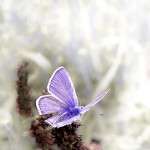 تصاویری بسیار زیبا از طبیعت