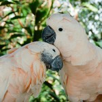 تصاویر بسیار زیبا از طوطیان عاشق