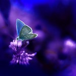 تصاویری بسیار زیبا از طبیعت