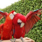 تصاویر بسیار زیبا از طوطیان عاشق