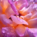 تصاویری بسیار زیبا از طبیعت