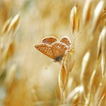 تصاویری بسیار زیبا از طبیعت