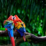 تصاویر بسیار زیبا از طوطیان عاشق