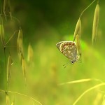 تصاویری بسیار زیبا از طبیعت