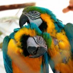 تصاویر بسیار زیبا از طوطیان عاشق