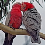 تصاویر بسیار زیبا از طوطیان عاشق