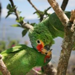 تصاویر بسیار زیبا از طوطیان عاشق